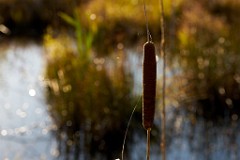 2017-10-11_003_Herbst_im_Roten_Moos_WP
