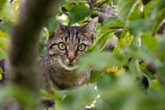 2017-10-12_007_Katze_im_Apfelbaum_WP