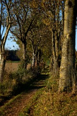 2017-10-16_009_Haug_Allee_Nannhofen_WP