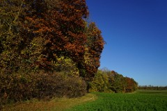 2017-10-16_010_Herbstfarben_WP