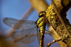 2017-10-19_013_Zweigestreifte_Quelljungfer_WP