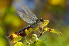 2017-10-19_014_Zweigestreifte_Quelljungfer_WP