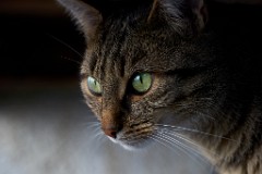 2017-10-19_015_Meine_Katze_WP