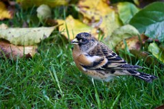 2017-10-29_016_Bergfink_WP