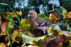 2017-10-29_017_Buchfink_WP