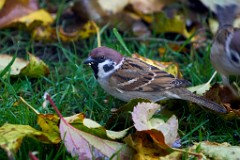 2017-10-29_018_Feldsperling_WP