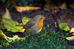 2017-11-06_001_Rotkehlchen_im_Garten_WP