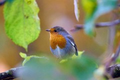 2017-11-06_002_Rotkehlchen_im_Apfelbaum_WP