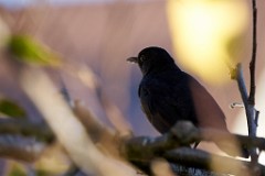 2017-11-24_003_Amsel_im_Apfelbaum_WP