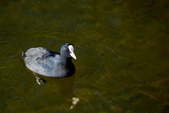 2017-11-24_005_Amperstausee_Blaesshuhn_WP