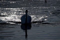 2017-11-24_006_Amperstausee_Schwan_WP