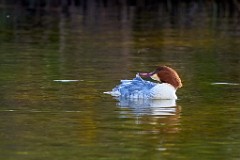 2017-11-24_007_Amperstausee_Gaensesaeger_WP