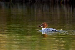 2017-11-24_008_Amperstausee_Gaensesaeger_WP