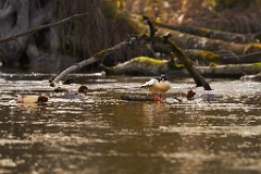 2017-11-24_009_Amperstausee_WP