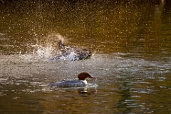 2017-11-24_010_Amperstausee_Gaensesaeger_WP