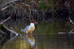 2017-11-24_011_Amperstausee_Gaensesaeger_WP