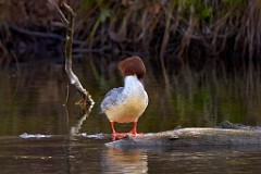 2017-11-24_012_Amperstausee_Gaensesaeger_WP