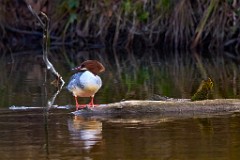 2017-11-24_013_Amperstausee_Gaensesaeger_WP