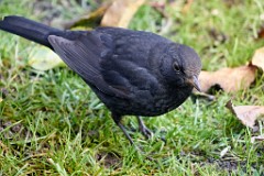 2017-12-01_011_Impressionen_Dezember_WP