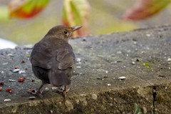 2017-12-05_012_Impressionen_Dezember_WP