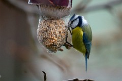 2017-12-09_014_Impressionen_Dezember_WP