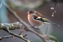 2017-12-09_015_Impressionen_Dezember_WP