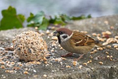 2017-12-09_016_Impressionen_Dezember_WP