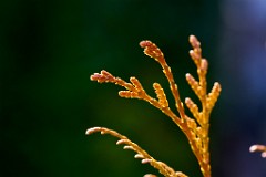 2018-01-26_004_Impressionen_Januar_Thujenzweig_WP