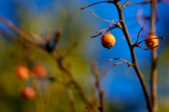 2018-01-29_007_Impressionen_Januar_Zieraepfel_WP