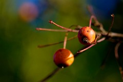 2018-01-29_008_Impressionen_Januar_Zieraepfel_WP