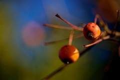 2018-01-29_009_Impressionen_Januar_Zieraepfel_WP