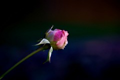 2018-01-29_010_Impressionen_Januar_Rose_WP