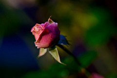 2018-01-29_011_Impressionen_Januar_Rose_WP