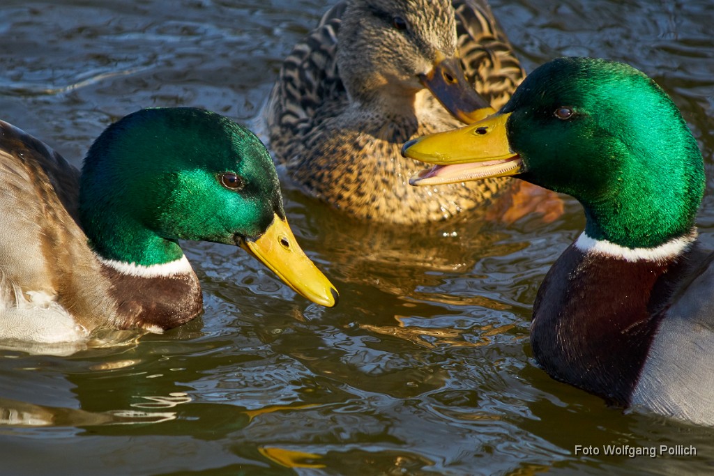 2018-02-06_000_Maisach_Enten_WP.jpg -                                