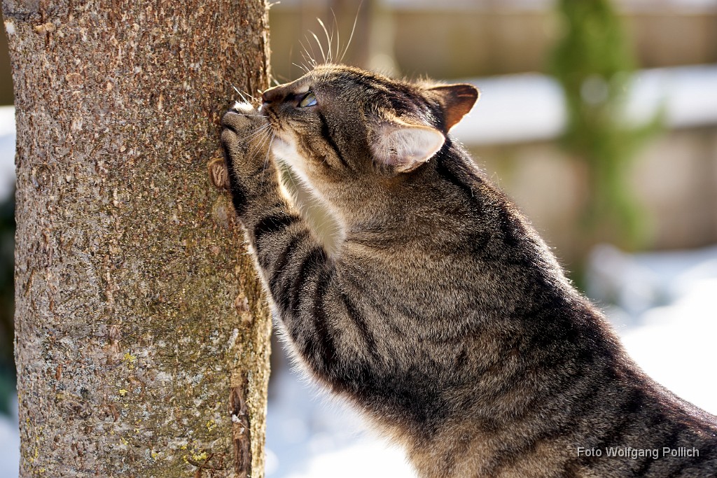 2018-02-24_007_mal_kurz_draussen_WP.jpg -                                