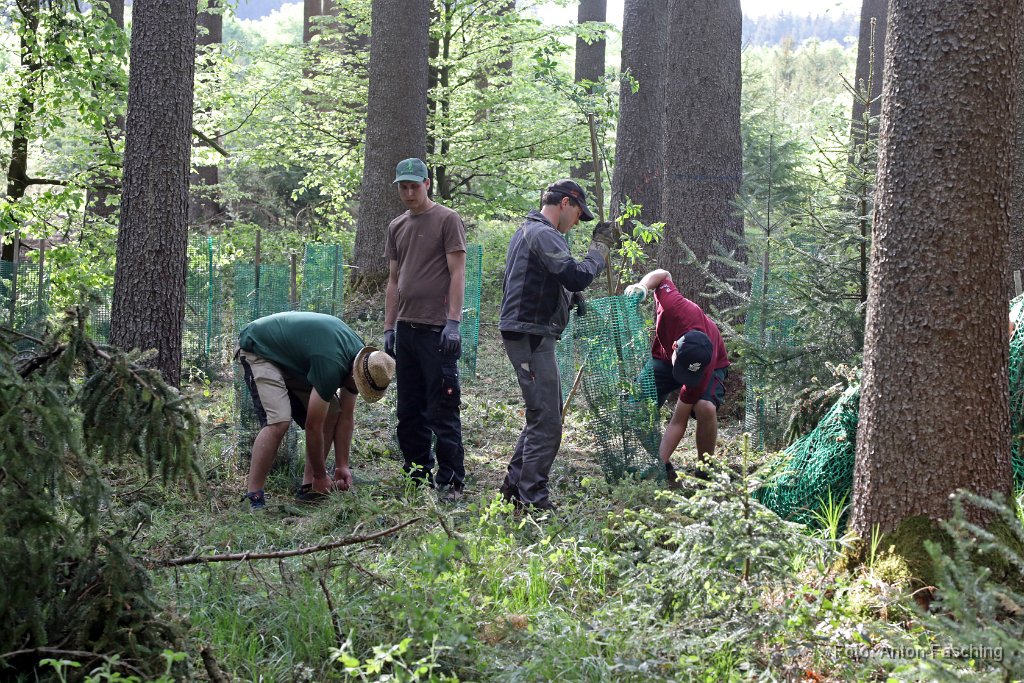 2018-04-29_43_Maibaum_holen_TF.JPG