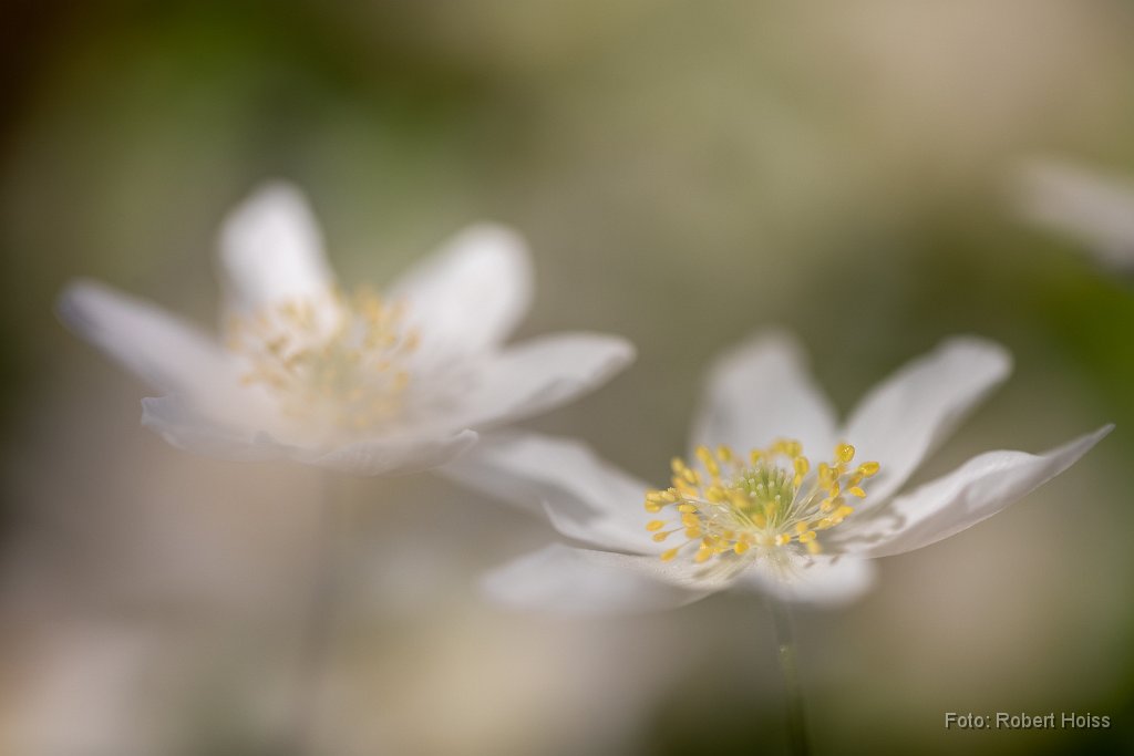 2018-04-30_41_Anemone_3679_RH.jpg