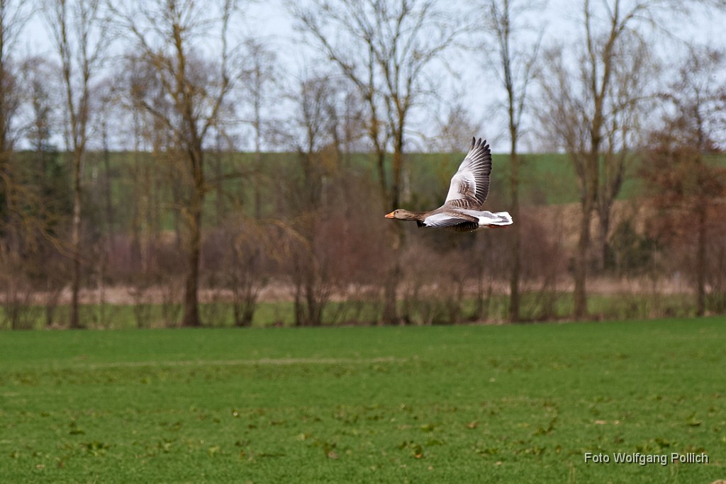 2018-04-04_001_Graugans_WP.jpg -                                