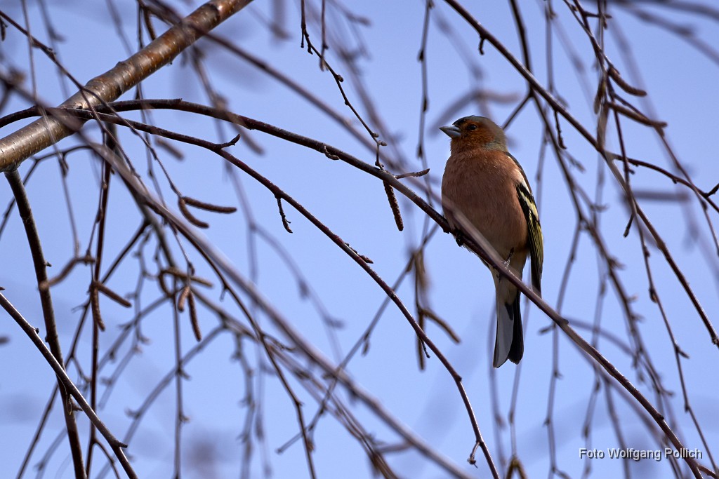 2018-04-04_003_Buchfink_WP.jpg -                                