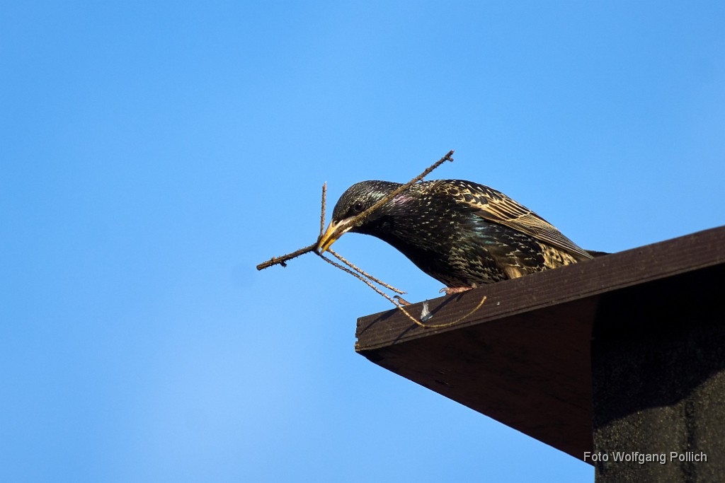 2018-04-04_006_Star_WP.jpg -                                