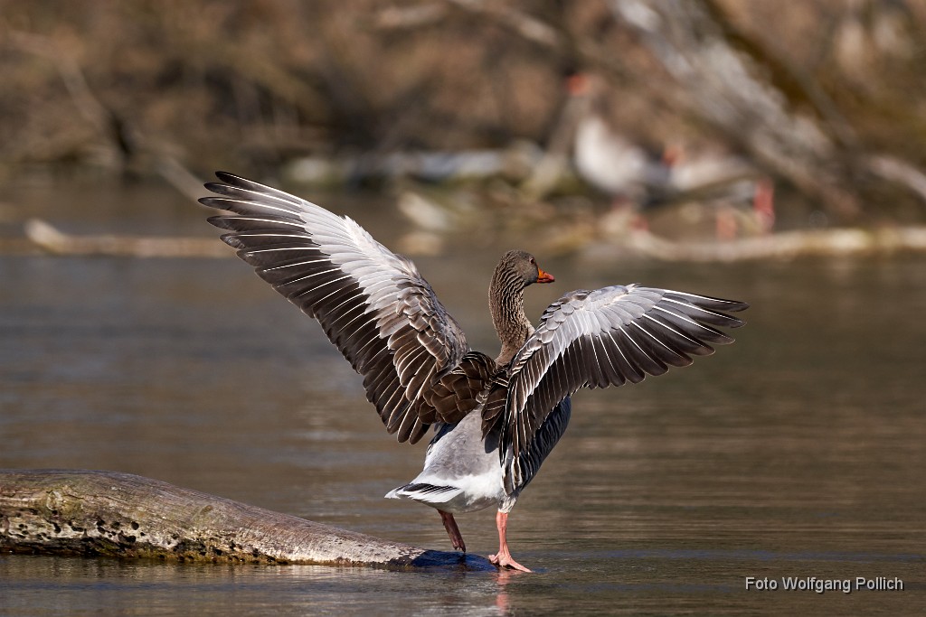 2018-04-06_008_Graugans_Ampersee_WP.jpg -                                