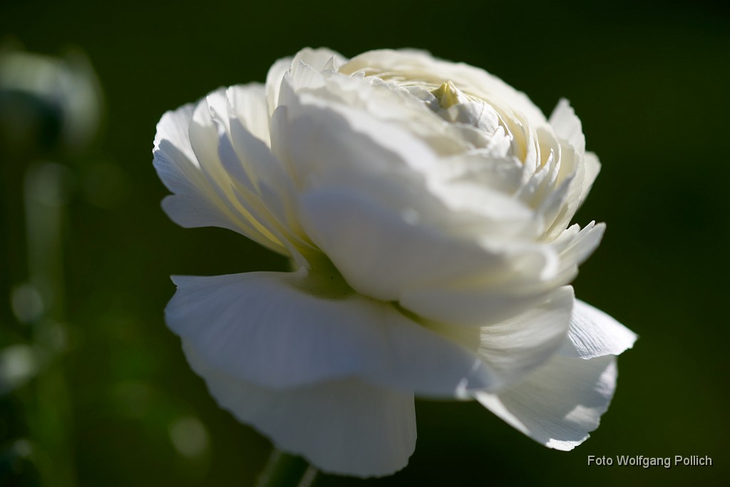 2018-04-06_010_Rabunkel_WP.jpg -                                