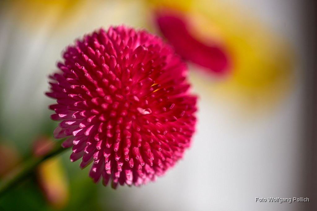 2018-04-06_011_Belliblume_WP.jpg -                                