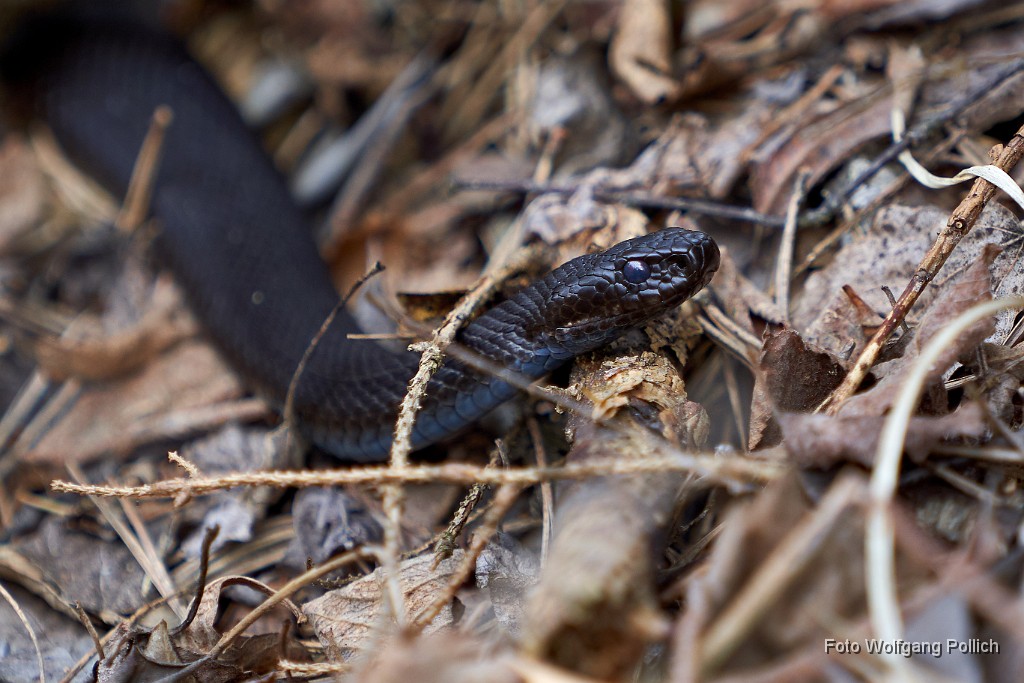 2018-04-09_012_Kreuzotter_Haspelmoor_WP.jpg -                                