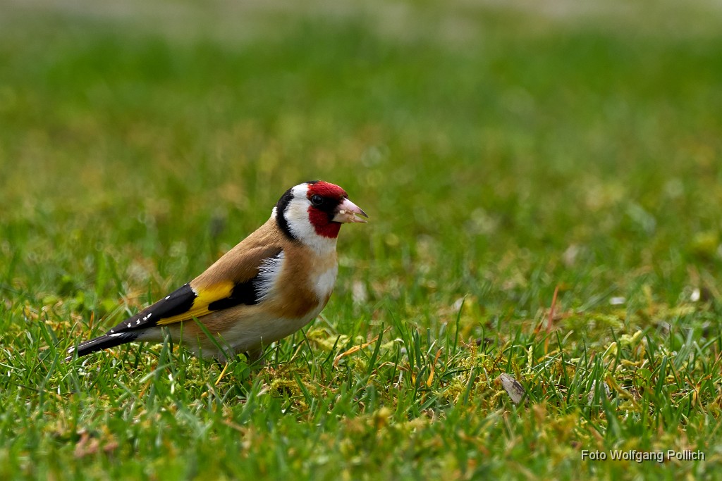 2018-04-10_015_Stieglitz_WP.jpg - 