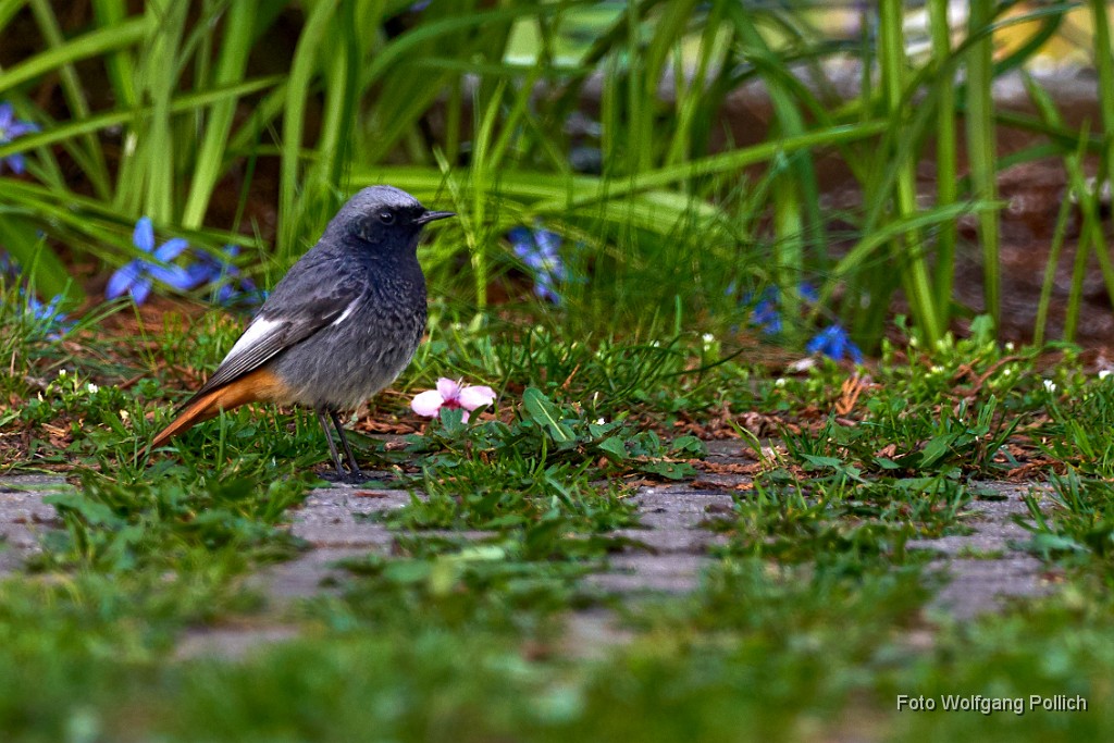 2018-04-13_016_Rotschwanzerl_WP.jpg -                                