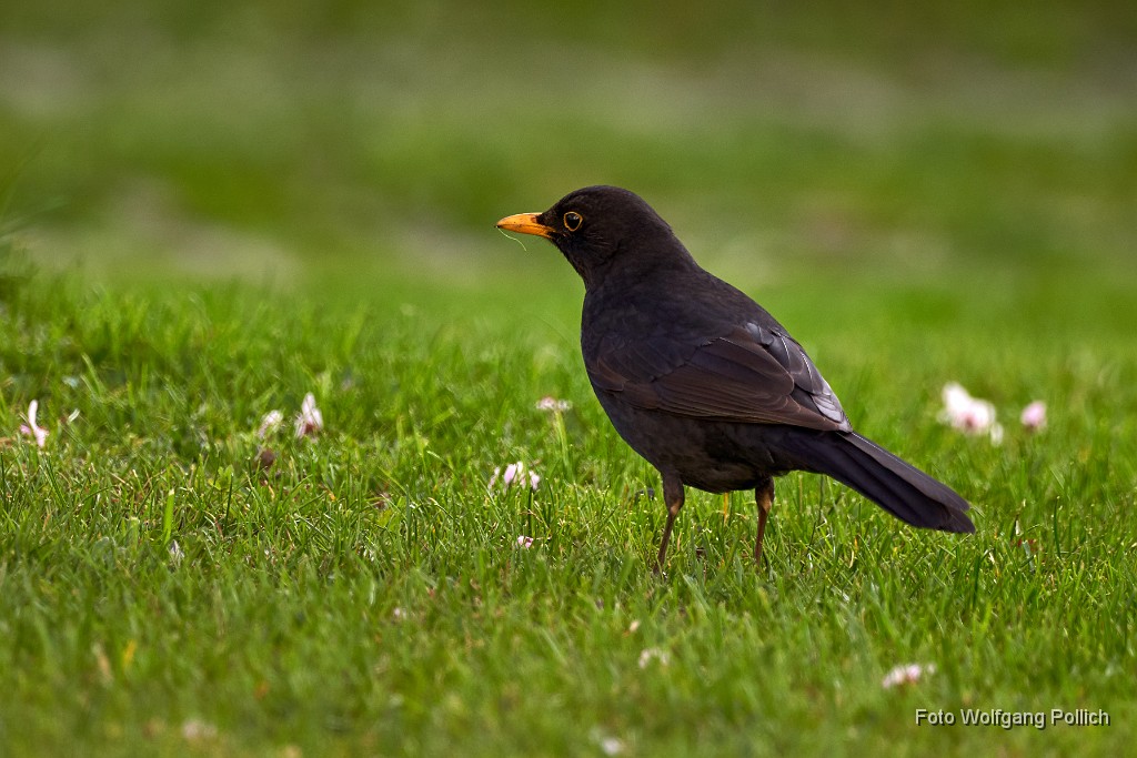 2018-04-13_017_Amsel_WP.jpg -                                