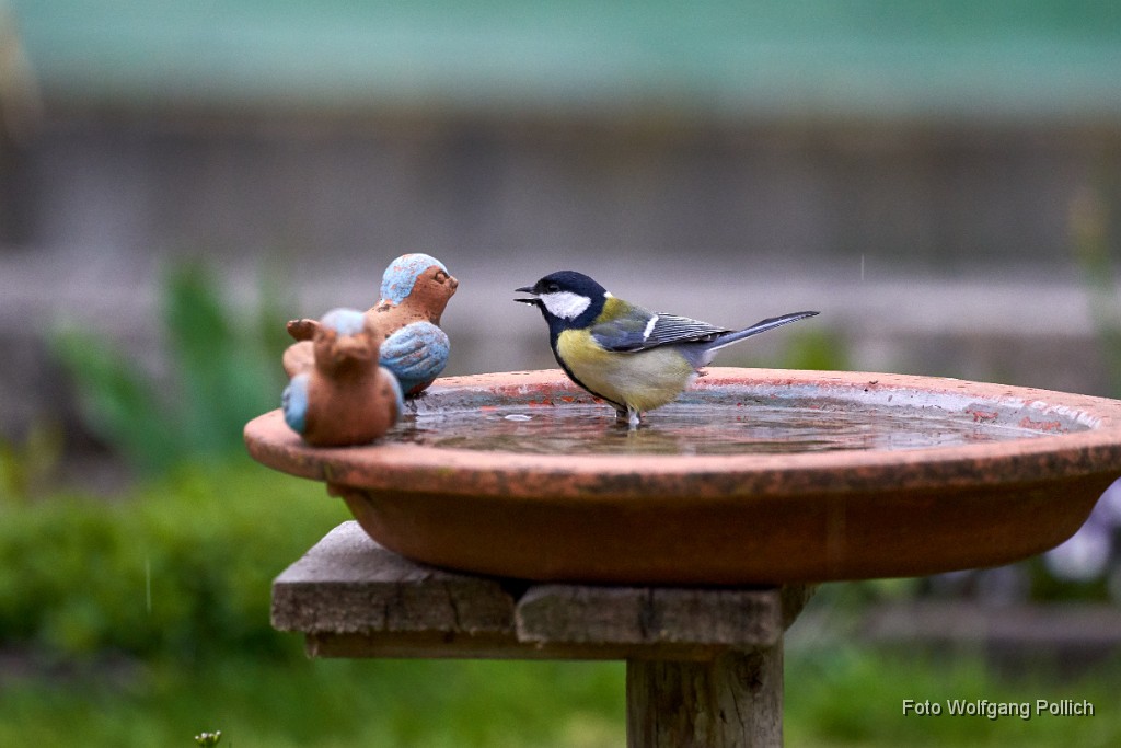 2018-04-15_018_Kohlmeise_WP.jpg -                                