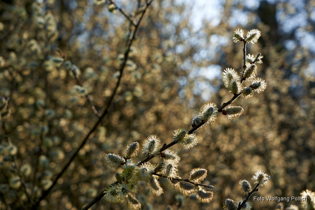 2018-04-17_019_Palmkatzerl_Haspelmoor_WP.jpg -                                