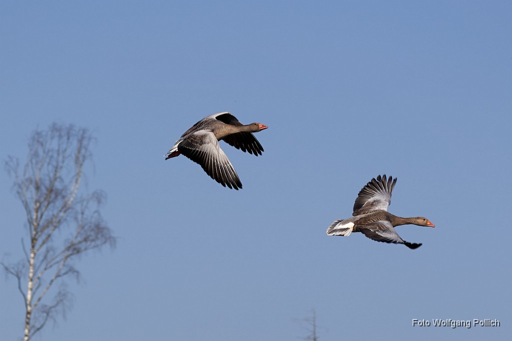 2018-04-17_022_Im_Roten-Moos_WP.jpg -                                